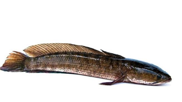 Manfaat Albumin dalam Ikan Gabus untuk Ibu Hamil